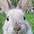 Usagi Kelinci's profile image
