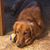 Lucy Brunning Desrosiers's profile image