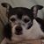 Gina Picarelli's profile image