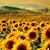 Judy Poirier's profile image