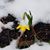 Julie Williamson's profile image