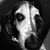 Heather Dalmasso's profile image