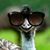 Shonda Cook's profile image