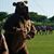 Oso Ramos's profile image