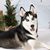 Sandi Davis's profile image