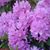 Rosanne Masko's profile image