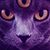 David Wilk's profile image