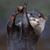 Nelson Punticus Maximus Menard's profile image