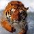 Kari Mullins-Limb's profile image