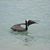 Janice Hoag's profile image