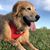 Kristy Lutz King's profile image