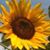 Dianne Walsh's profile image