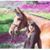 Lynn Hicks's profile image