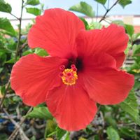 Joyce Apanovich Bogguess's profile image