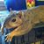 Mary Ann Isaksen's profile image