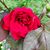 Laura Allsop's profile image