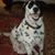 Nini Budhu's profile image