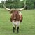 Joyce Cox's profile image