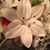Rhonda Dorsey-Prude's profile image