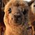 Alexander F. Ellis's profile image