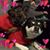 Kerri Waldera DeRosa's profile image