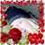 Tracy Meyer's profile image