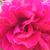 Lisa DiSalvo's profile image