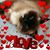 Lisa Coleman's profile image