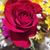 Paula Manno Vargas's profile image