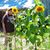 Lori Opper's profile image