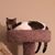 Rachel Collins's profile image