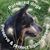 Dana Rochat's profile image