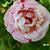 Roberta Gilman's profile image