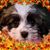 Joan Crupi-Asher's profile image