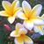 Claire Nardone's profile image