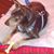 Juanita Olivo-Boggess's profile image
