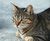 Lindy B.'s profile image
