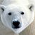 Roslynn Tremain's profile image
