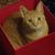 Emily Ulrich's profile image
