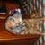 Angelica Arias's profile image
