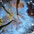 Cadu E Aninha Cavalcante's profile image