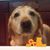 Paloma Capanna's profile image