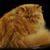 Kira Noel McKay's profile image