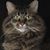 Judy Ward's profile image