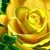 Georgijetta Holland's profile image
