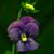 Debbie Simmons's profile image