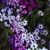 Lori Galbraith's profile image