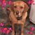 Shirley Renuard's profile image