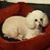 Denise Lanford Northcutt's profile image