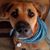 Angela Ryan Miller's profile image